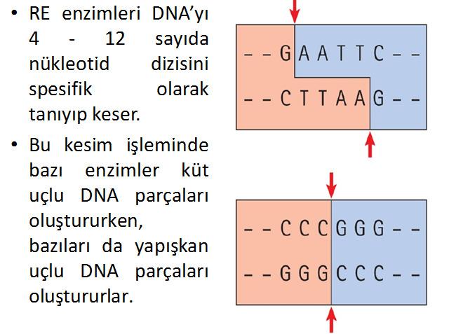 Yeterli miktar DNA elde edildikten sonra, Restriksiyon Enzimleri (RE) ile kesilir. Ref: Dr. M. Erayman ders notları.