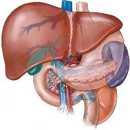Karaciğer Vücudun en büyük parankimal organı Hacmi kişilerin yaş ve boyutuna göre değişir (normalde
