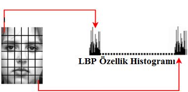Ayrıca LBP histogramı, görüntünün içindeki yerel mikro örüntülerin dağılımı ile ilgili (örneğin kenarlar, aydınlık bölgeler vs gibi) bilgiyi de içermektedir.