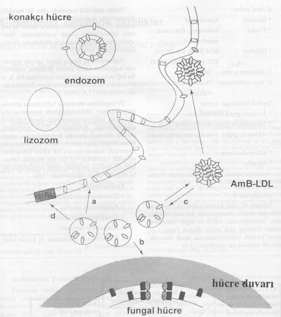 Ahu BĐROL ve Ark. ANTĐMĐKOTĐK TEDAVĐDE YENĐLĐKLER Şekil 2. Amfoterisin B (AmB) antisellüler etki mekanizması: Transmembran delik oluşumu.