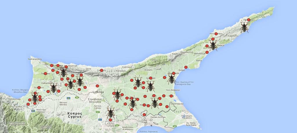 79 M. Güllü, C. Gözüaçik, A. Konuksal, H. Hekimhan, H. Fidan Figure 2. Distribution of the Cereal Weevil, Pachytychius hordei in Northern Cyprus.