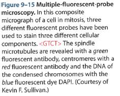 Figure 9-15 Molecular Biology