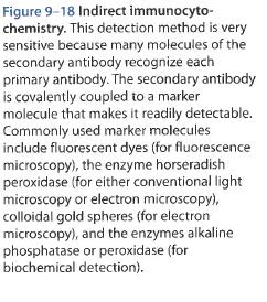 Figure 9-18 Molecular Biology of