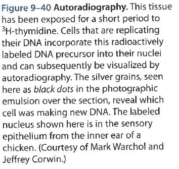 Biology of the