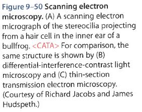 Biology of the