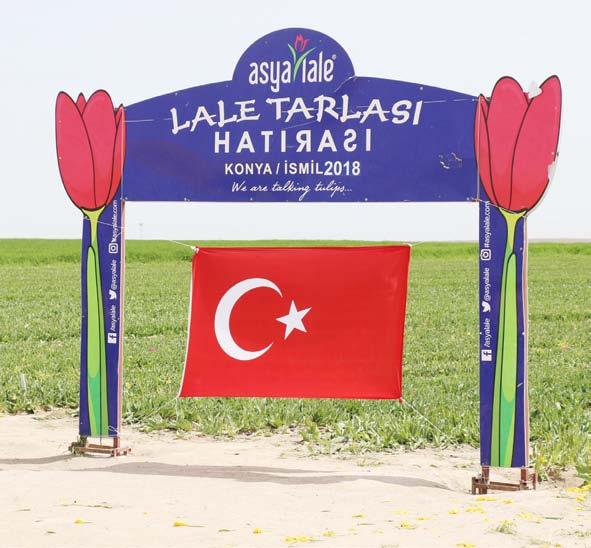 dekarlık lale tarlaları Mart ayının sonlarına doğru renklenmesiyle her yıl olduğu gibi bu yıl da ilgi odağı oldu.