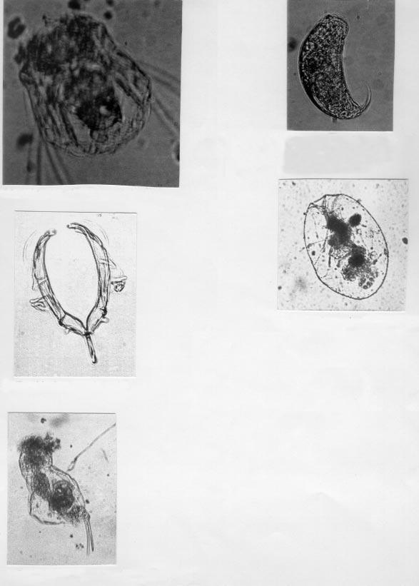 A. Y. KILIÇ N- Trichocerca relicta (x 1000) M- Polyarhra dolichoptera (x 1000) P- Asplanchna priodonta (x 250) O- Trophi of Asplanchna girodi, 120 µ R- Cephalodella catellina (x 500)