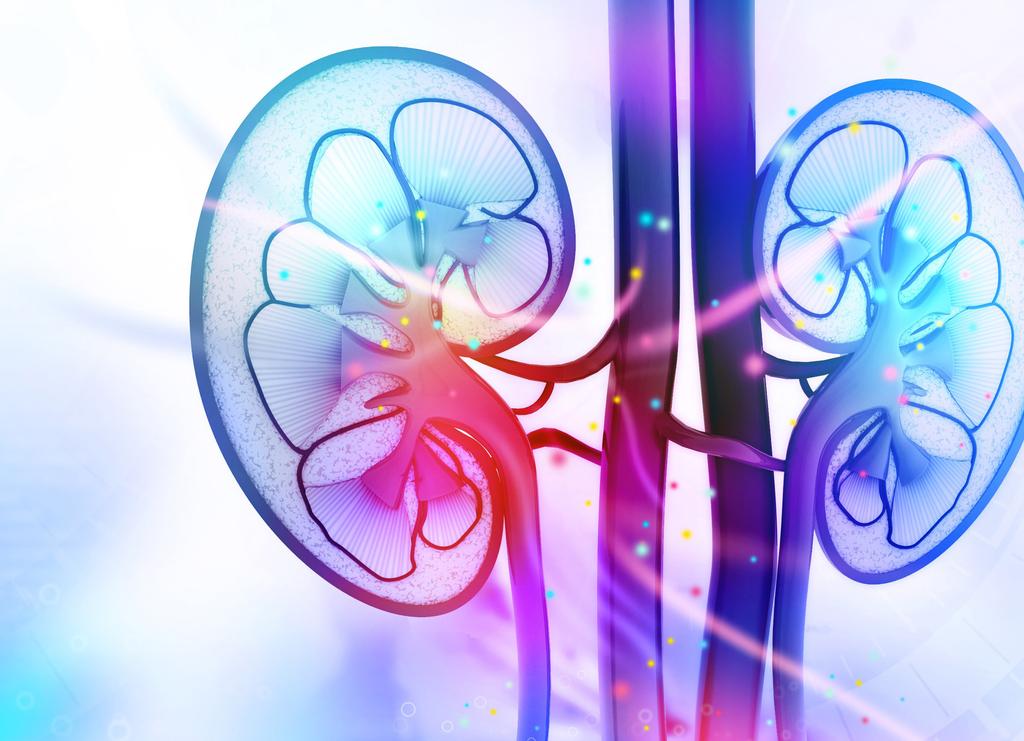 20 th Edition of International Conference on Clinical Nephrology September 12-13, 2019 Theme: