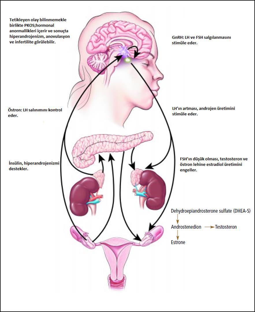de yakından ilişkilidir. Bu durumda mensturasyonun uyarılması için progesteron düzeyinin azalması gerekmektedir (Şekil 2.1.) (22). Şekil 2.1. PKOS un Patofizyolojisi 2.2.3.