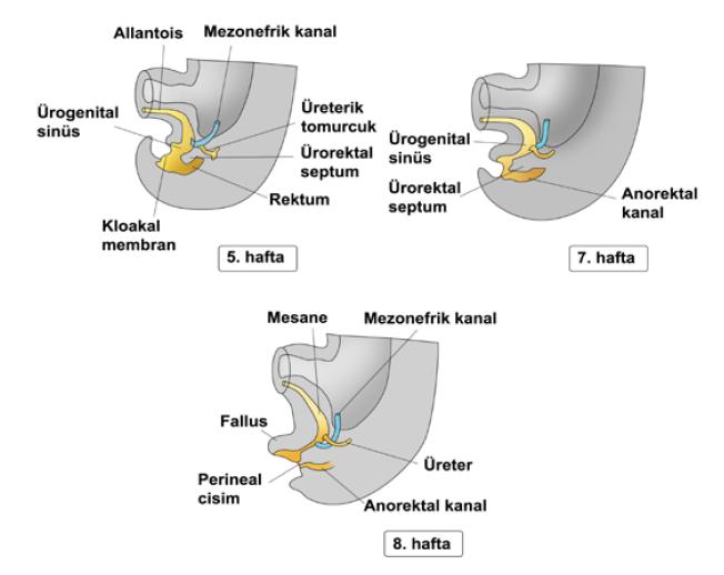 Mesane- Barsak ilişkisi-2 Kompleks bir ilişki Aynı embriyonik köken Anatomik yakınlık (rektum-üretra-mesane) Benzer şekilde istemli kontrol Benzer kaslarla