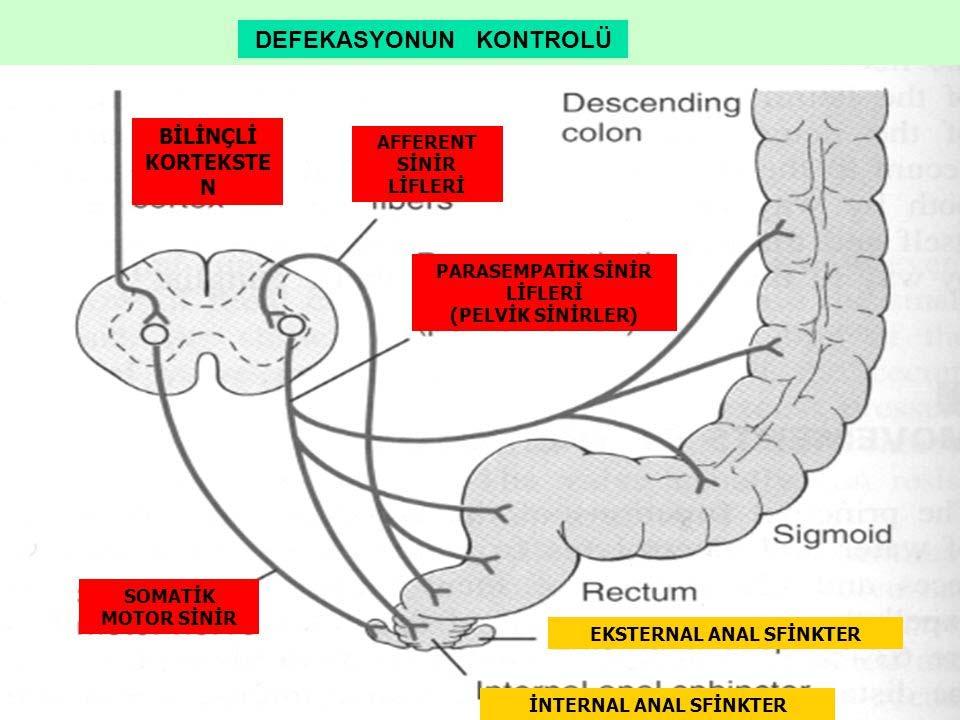 Korteks/Pontin merkez İşeme kontrolü Hipogastrik sinir (sempatik) T11-L2 Pelvik sinir