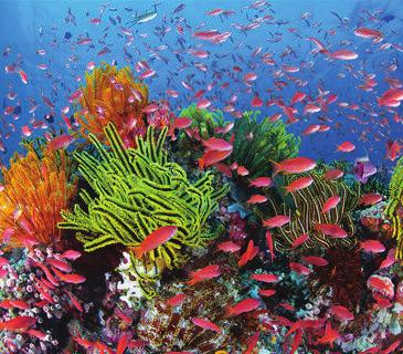 Resif Kontrol sadece gönüllü ve bilim adamı olmayan şnorkelciler ve skuba dalgıçlar için geliştirilmiştir.