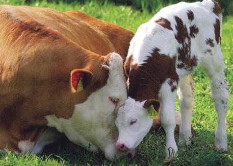 Kalitede Zirve Gold Süt Yemi %21 ham protein içeren bu ürün, yüksek süt verimine sahip kültür ırkı süt sığırları için hazırlanan, siz yetiştiricilerin daha fazla kazanmasını sağlayan mükemmel bir