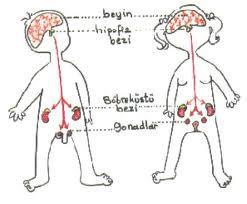 Hormonal uyarı Ergenlik ruhsal bir süreç olmasına karşın, bu süreç fiziksel olarak başlar.