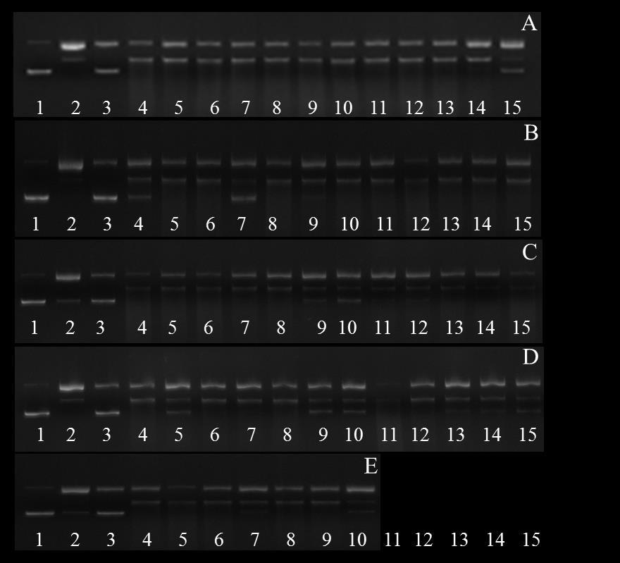 antioksidan aktivite de etkin olduğunu söyleyebiliriz. Zhou ve ark. (2012) nın yaptıkları çalışmada da karabuğday balının benzer şekilde oluşturulan DNA hasarını önleyebildiği ortaya konulmuştur.