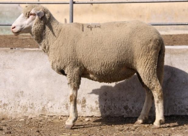 Bu damızlıklarla Karacabey harasında özel bir anlaşma ile bağlanılan resmi Alman Koyun Yetiştiricileri cemiyetinin memurları idaresinde 500 koyunluk birinci sınıf bir damızlık sürü (elit sürü)