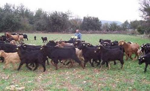 Organik Tarım: 100 da alanda Organik zeytin üretimi gerçekleştirilecektir. Bu kapsamda organik zeytin üretimi organik tarım kapsamında alınmış olup, eğitim çalışmaları devam etmektedir.