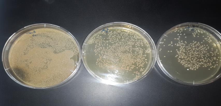 Şekil 3.2. Ceviz bakteriyel yanıklığı hastalık belirtilerini gösteren sürgün 3.2.3. Bakteriyel Yanıklık Etmeninin İzolasyonu Cevizde bakteriyel yanıklık belirtisi gösteren örneklerin hastalıklı ve sağlıklı kısımlarını içeren 0.