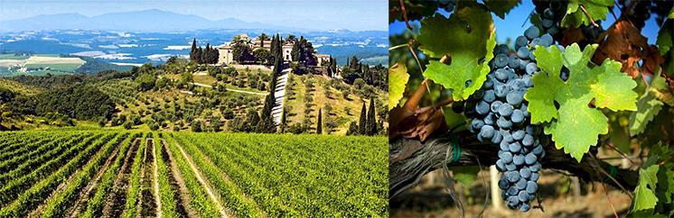 29 Eylül - Cuma Siena - Chianti Bölgesi Siena Sabah, Siena ile Floransa arasında yer alan, en eski geleneğe sahip, Chianti ve Chianti Classisco şaraplarının doğduğu bölge Chianti ye gitmek üzere yola