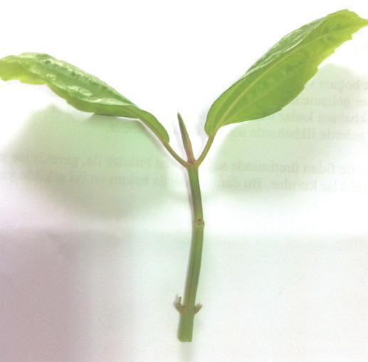 1.2. Yaprak Çelikleri İle Üretim Anaç bitkinin bir yaprağından yeni bir bitki üretilmesi yaprak çelikleriyle gerçekleşir.