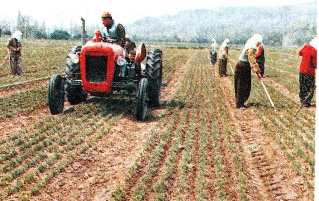 *Çapalamada amaç kapilariteyi kırmak, toprağın havalanmasını