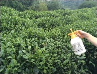 Şekil 2.5 Borlu gübrenin çay bitkisine yapraktan uygulanması (foto.