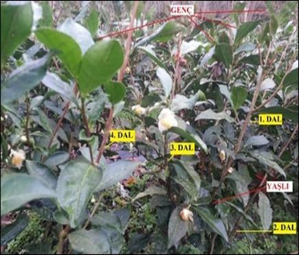 2.3 Yaprak örneklerinin alınması Deneme planında yer alan her bir parselde bulunan çay bitkilerinden 10 bitki dalı tesadüfen seçilmiş ve bu dallar etiketlenmiştir (Şekil 2.6).