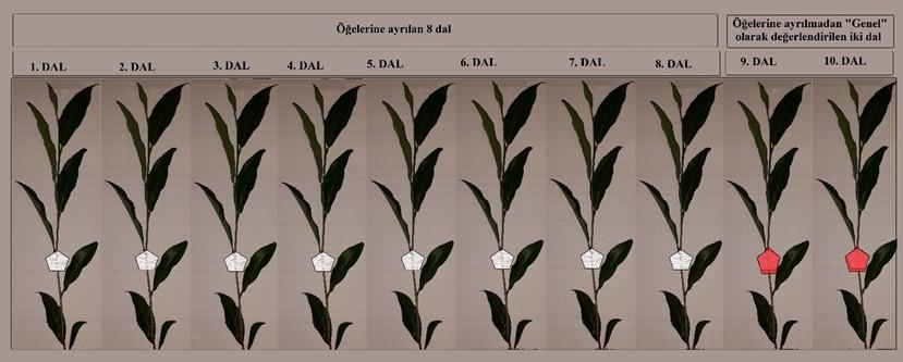 Şekil 2.7 Her bir parselden seçilen 10 dalın yaprak örneklemelerine göre etiketlenmesi Şekil 2.