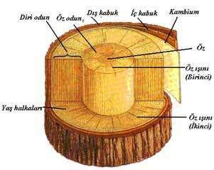 Ağacın gövdesi boyuna doğrultuda büyüyen ince uzun boru demetlen
