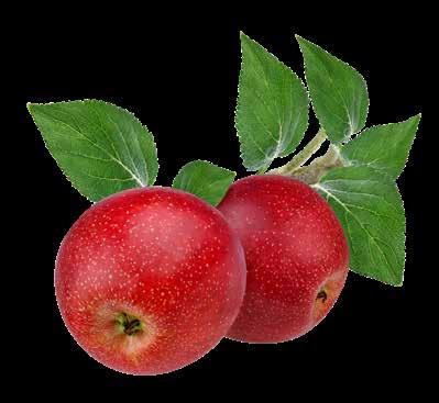 karşılayan meyvelerin alınması ile operasyon başlamaktadır. Alınan meyveler Mersin, Denizli ve Isparta da bulunan fabrikalarda işlenmektedir.