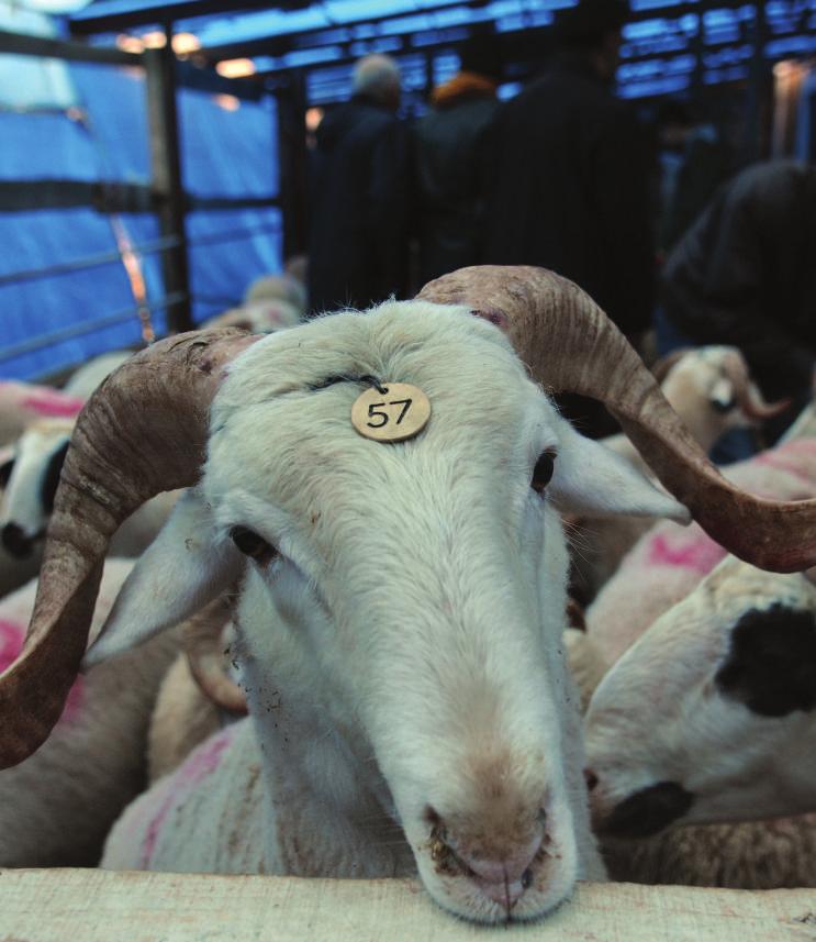 KURBAN: DİKKAT EDİLMESİ GEREKEN HUSUSLAR M. K. Cem ŞEN* Kurban bayramı döneminde 600 bin büyükbaş ile 2 milyon küçükbaş hayvan satışa sunulmaktadır.