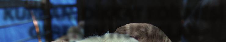 50 KURBAN BAYRAMINDAN ÖNCE ALINMASI GEREKLİ TEDBİRLER Hayvan Satış Yerleri: Kurbanlık hayvanların alım ve satımları, Tarım ve Köyişleri Bakanlığı ile il ve ilçelerde yerel yönetimlerce belirlenen