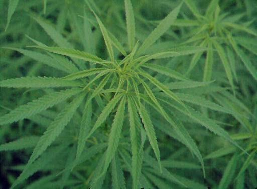 Kendir-Kenevir (Cannabis sativa) Cannabaceae Vatanı Orta Asya dır ve orada Cana adı ile bilinir. Bugün hem ılıman hem de tropik bölgelerde geniş ölçüde kültürü yapılmaktadır.