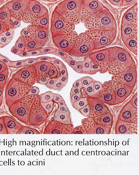 Bir bağ dokusu kapsülle lobüllere bölünmüştür. Parankima: Salgı hücreleri Ekzokrin Sindirim enzimleri Endokrin Langerhans adacıkları (organın %1-2si) Ekzokrin pankreas saf seröz bir bezdir.