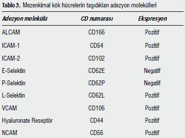 MEZENKİMAL KÖK