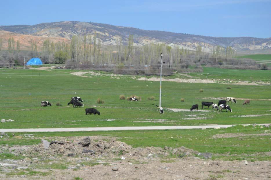 OTLAK ALANLARI (ÇAYIR VE MERALAR) Büyük ve küçükbaş hayvanların beslenmesi için gerekli olan otlak alanlarını çayı ve meralar oluşturmaktadır.