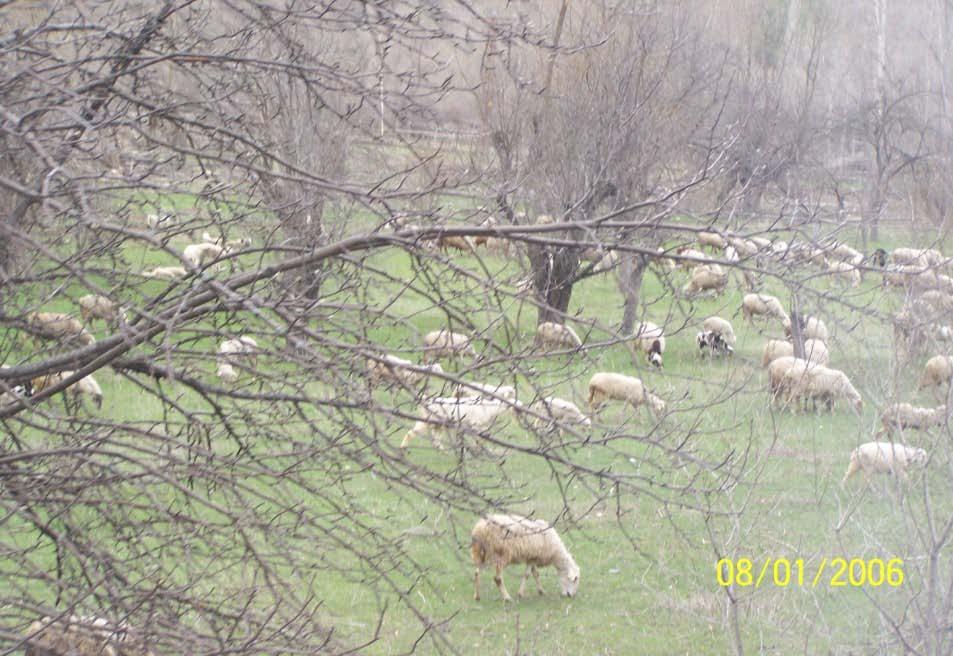 Çayır ve meralar yeryüzünde hayatın var oluşundan günümüze kadar insanoğlunun beslenme ihtiyacını karşılayan en önemli kaynaklardan birisi durumundadır.