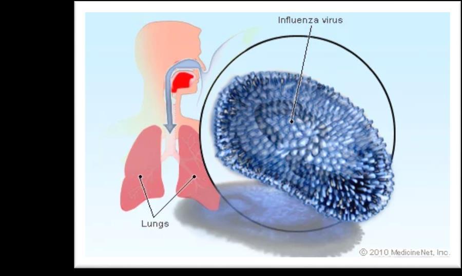 İnfluenza ateş, öksürük, baş ağrısı, halsizlik ve miyalji ile seyreden akut viral bir enfeksiyon hastalığıdır.