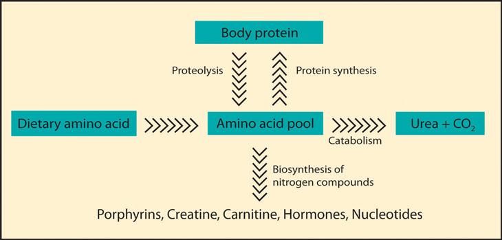 Protein Sindirimi ve Absorpsiyonu İNCE BAĞIRSAK Pankreatik ve ince bağırsak enzimleri polipeptitleri daha da böler: Pankreatik ve Polipeptitler Dipeptitler, tripeptitler ve aminoasitler bağırsak