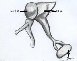 mallear ligamanlar olmak üzere üç adet asıcı ligamanı bulunur (15). İnkus, yaklaşık 27 mg ağırlığında olup gövde ile uzun ve kısa kollardan meydana gelir. Gövdesi malleus başı ile eklem yapar.