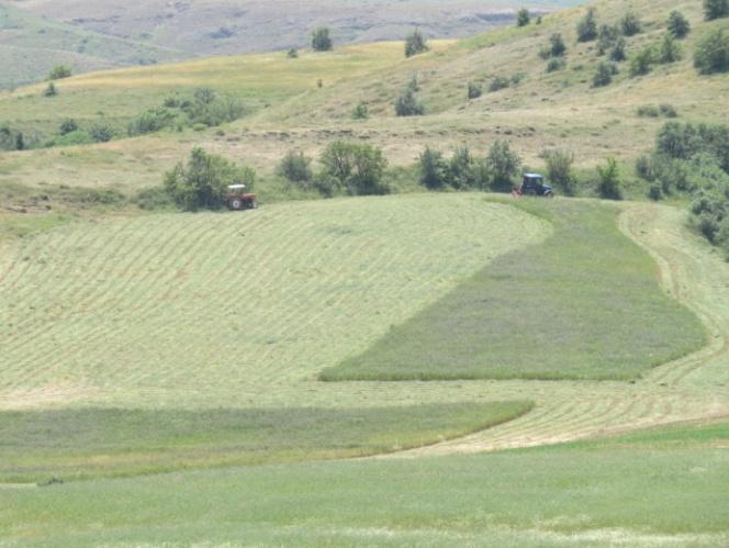 550 kg korunga, 550 kg fiğ tohumu, 2017 yılında ise toplam 18 çiftçiye 200 kg yonca, 300 kg korunga ve 360 kg fiğ tohumluğu