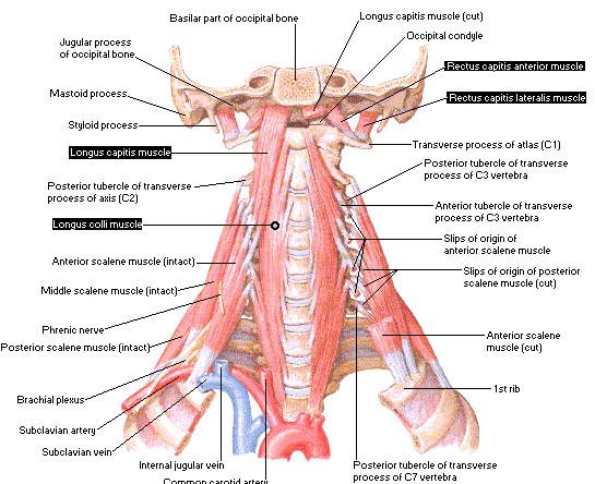 8 Orta-alt servikal vertebra kaslarının şematik
