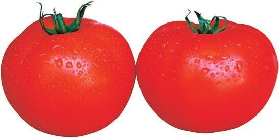 Açık tarla sofralık oturak domates çeşidi. Orta-Güçlü bitki yapısı. Çok erkenci. Açık tarla sofralık oturak domates çeşidi. Sık dikim önerilir. 190-210 gr meyve ağırlığı. Hafif basık.