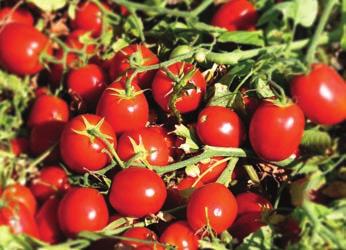 Açık tarla sanayilik oturak domates çeşidi. 80-90 gr meyve ağırlğı. Oval meyve şekli. Renk kırmızı. Brix değeri yüksek. Salçalık, Kurutmalık, Domates Suyu ve Küp Kesime uygun.