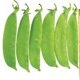 Koyu yeşil, hafif eğri meyve yapısı. Meyvede 8-9 tohum.