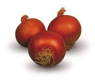 Soğan Tohumları 49 DELFOS 200-250 gr meyve ağırlığı. Yuvarlak hafif basık. Bakır kırmızısı kabuk rengi. Üst üste kabuk bağlama kabiliyeti çok iyi. İç rengi beyaz. Tatlı.