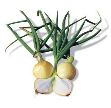 İç et rengi beyaz, tatlı ve lezzetli. Yeşil soğan üretimine de uygun. Uygun depolama koşullarında 2-3 ay raf ömrü. Kısa gün soğan çeşidi. PREBOSA 200-220 gr meyve ağırlığı. Oval - Yuvarlak.