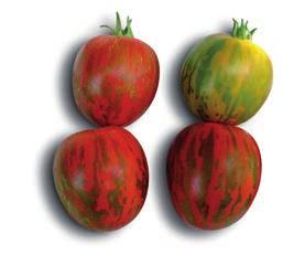 20-25 gr meyve ağırlığı. Yuvarlak, hafif uzun meyve şekli. Üzeri koyu yeşil kaplan desenli kırmızı meyveler.