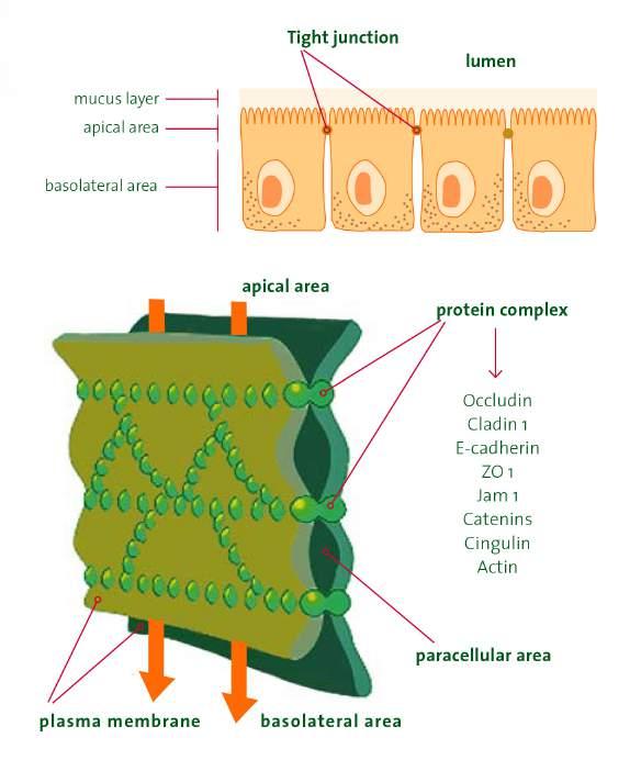 (tight junctions); besinlerin optimal emilimi ve transportu yanı sıra vücuda yabancı antijenlere karşı tolerans ve immunite arasında denge oluşumunun sağlanmasında da görev alır.