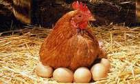 Tavuğu Şekil 31: Yumurta ve Et